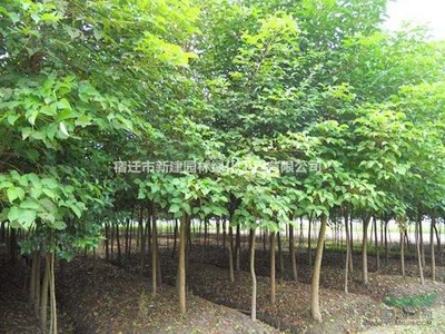 重陽(yáng)木 價(jià)格、產(chǎn)地、圖片及綠化應(yīng)用詳解