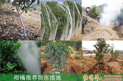 果樹(shù)防凍液與景觀工程中的防凍措施應(yīng)用時(shí)機(jī)