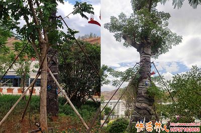 三伏天綠化工程的應(yīng)對(duì)策略及移栽難題解決方案