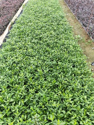 南方綠化工程優(yōu)選 小葉梔子花的景觀價(jià)值與種植優(yōu)勢(shì)